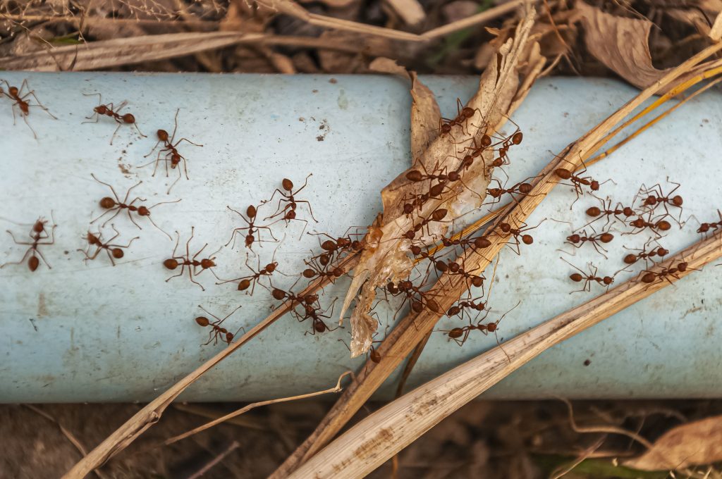 Edmonton Pest Control: Your Local Experts in Pest Management