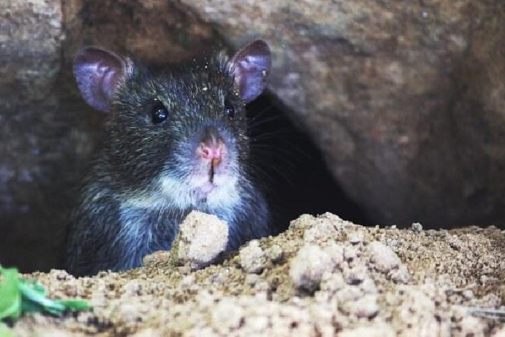 Keep mice and voles out of your Edmonton basement this winter.
